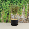 Bicolor Dragon Tree - Dracaena marginata ‘Bicolor’