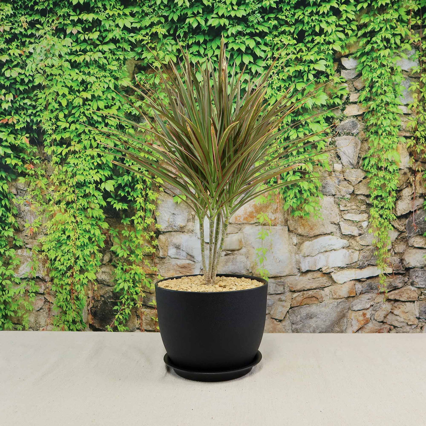 dracaena bicolor cane Shop 'Dracaena marginata bicolor' Care & Info