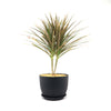 Bicolor Dragon Tree - Dracaena marginata ‘Bicolor’