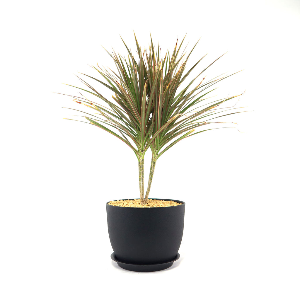Bicolor Dragon Tree - Dracaena marginata ‘Bicolor’