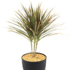 Bicolor Dragon Tree - Dracaena marginata ‘Bicolor’