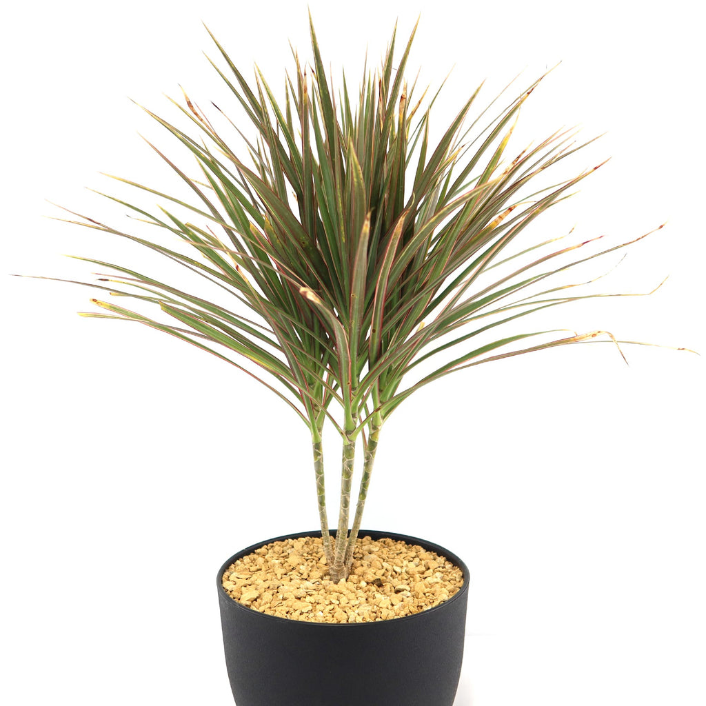 Bicolor Dragon Tree - Dracaena marginata ‘Bicolor’