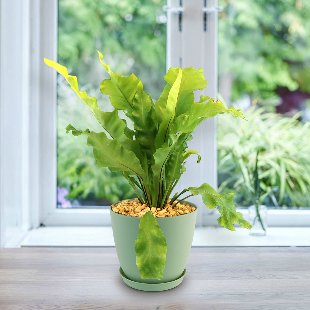 Potted indoor plant with glossy green leaves beside a small Buddha statue