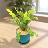 Bird’s Nest Fern ‘Asplenium nidus’
