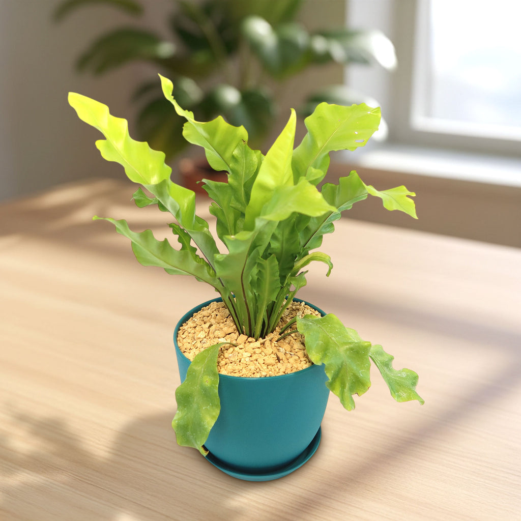 Potted indoor plant with glossy green leaves beside a small Buddha statue