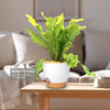 Bird’s Nest Fern ‘Asplenium nidus’
