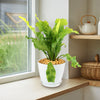 Bird’s Nest Fern ‘Asplenium nidus’