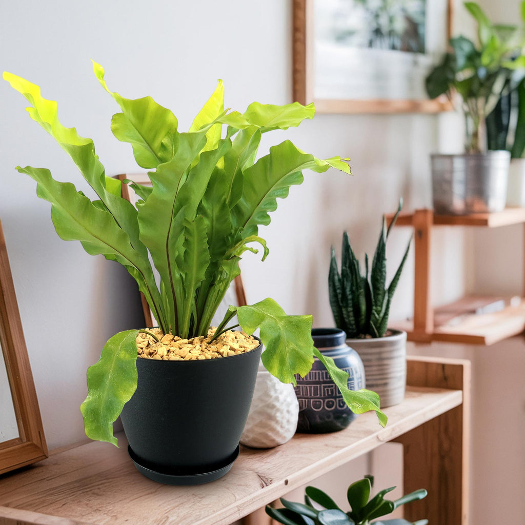 Potted indoor plant with glossy green leaves beside a small Buddha statue