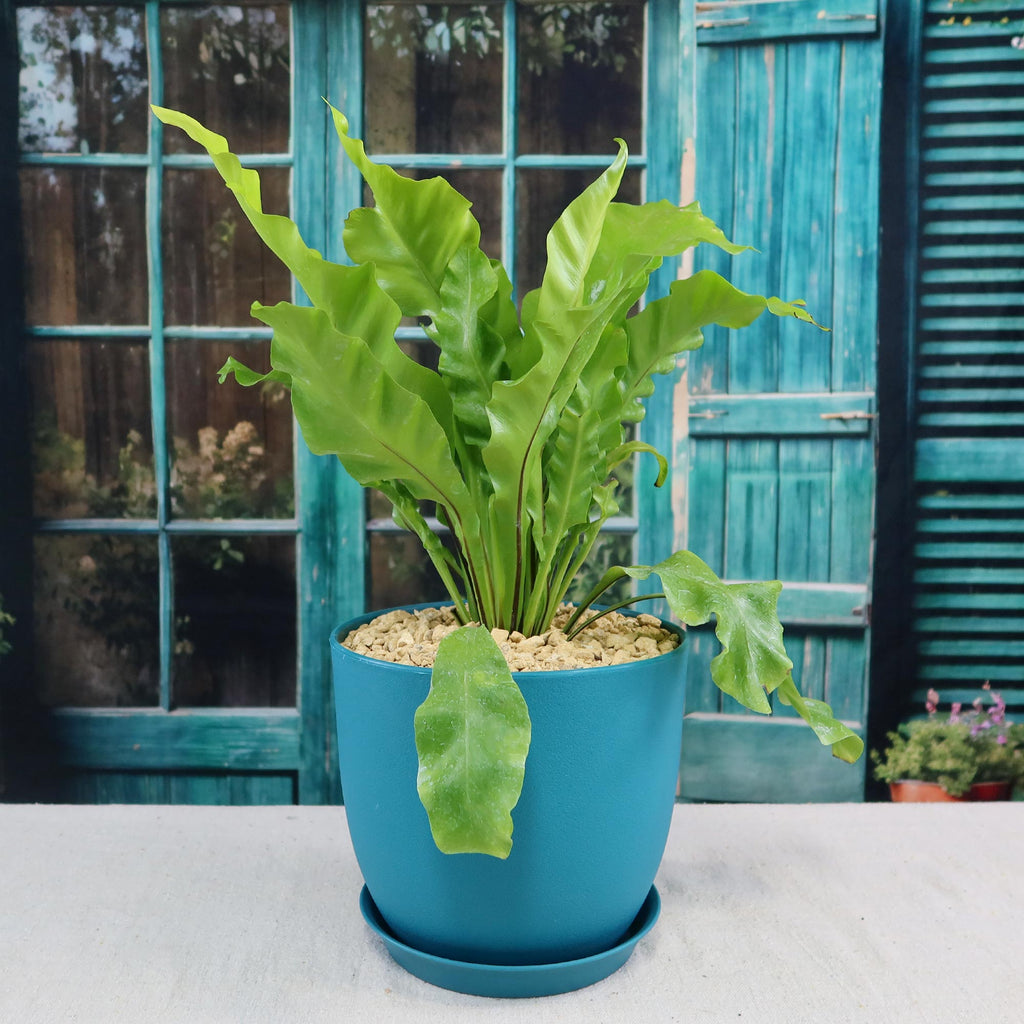 Potted indoor plant with glossy green leaves beside a small Buddha statue