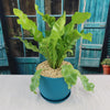 Bird’s Nest Fern ‘Asplenium nidus’