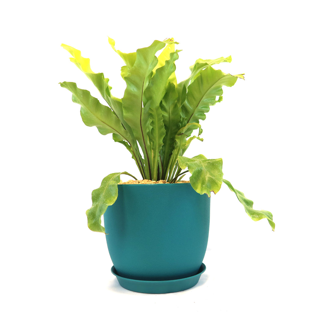 Potted indoor plant with glossy green leaves beside a small Buddha statue