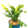 Bird’s Nest Fern ‘Asplenium nidus’