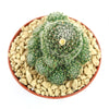Bird’s-nest pincushion - Dolichothele albescens