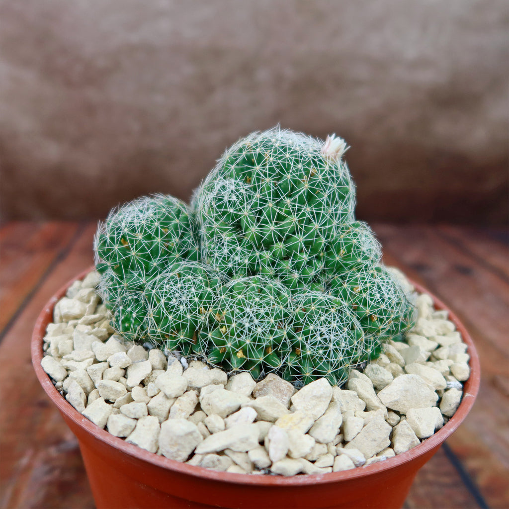 Bird’s-nest pincushion - Dolichothele albescens