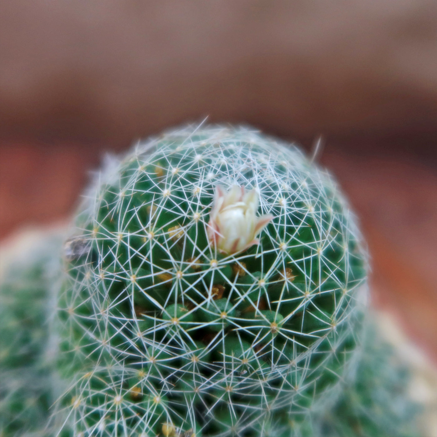 Dolichothele albescens 'Bird's-nest pincushion' Shop Online