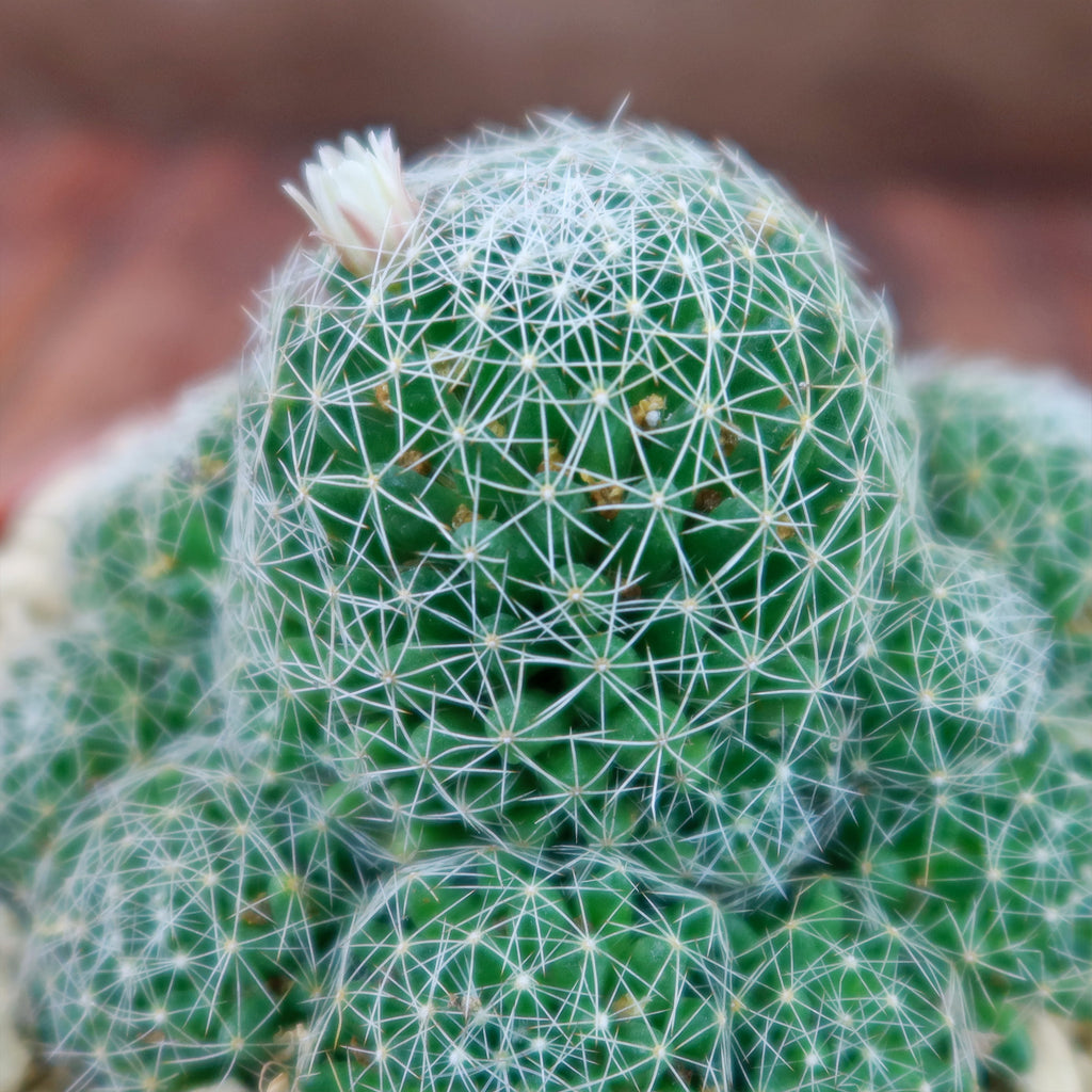 Bird’s-nest pincushion - Dolichothele albescens