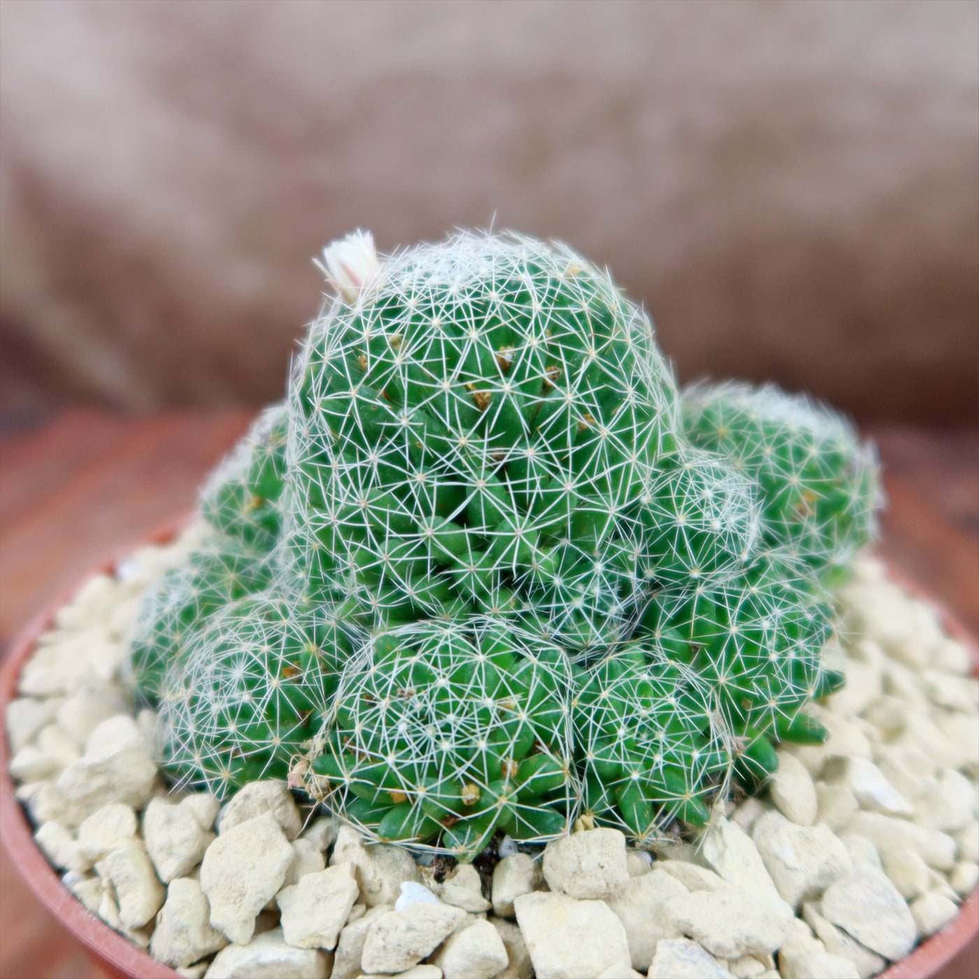 Dolichothele albescens 'Bird's-nest pincushion' Shop Online