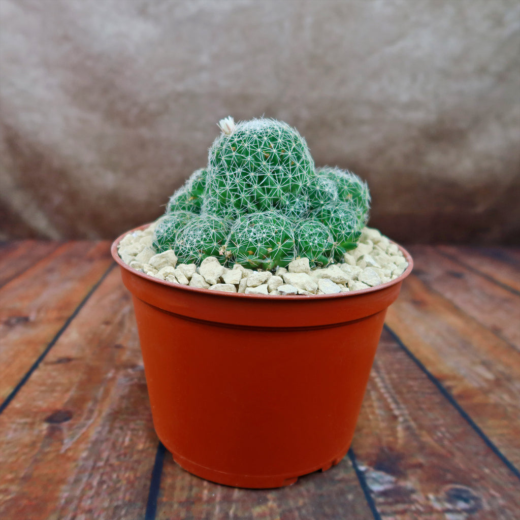 Bird’s-nest pincushion - Dolichothele albescens