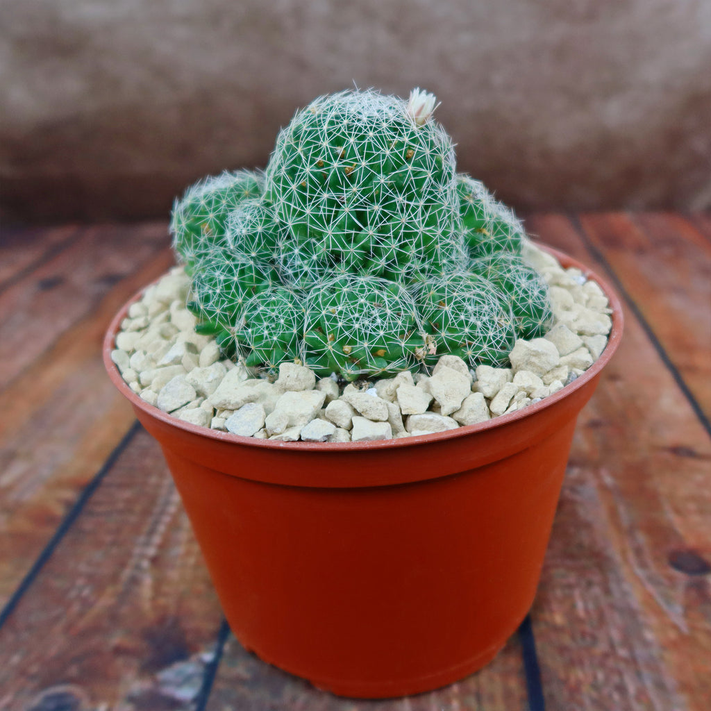 Bird’s-nest pincushion - Dolichothele albescens