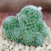 Bird’s-nest pincushion - Dolichothele albescens