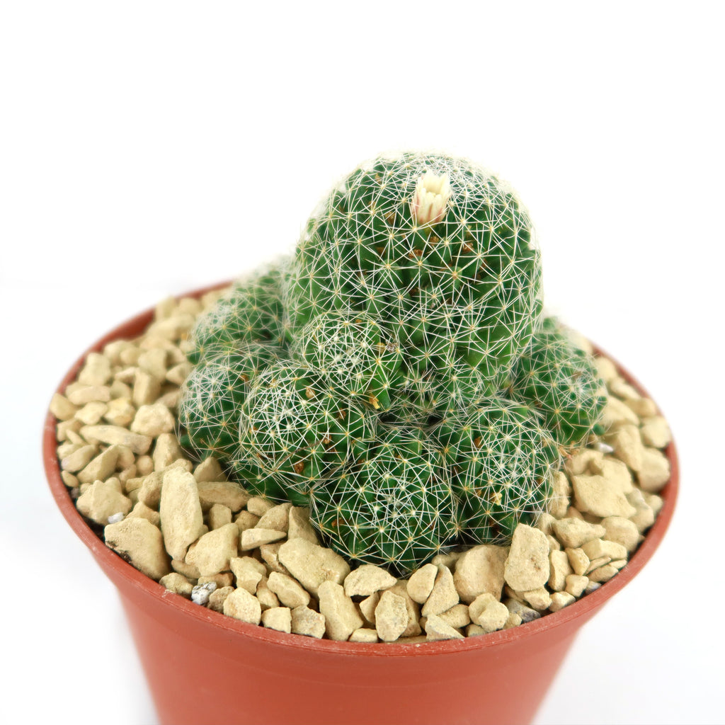 Bird’s-nest pincushion - Dolichothele albescens