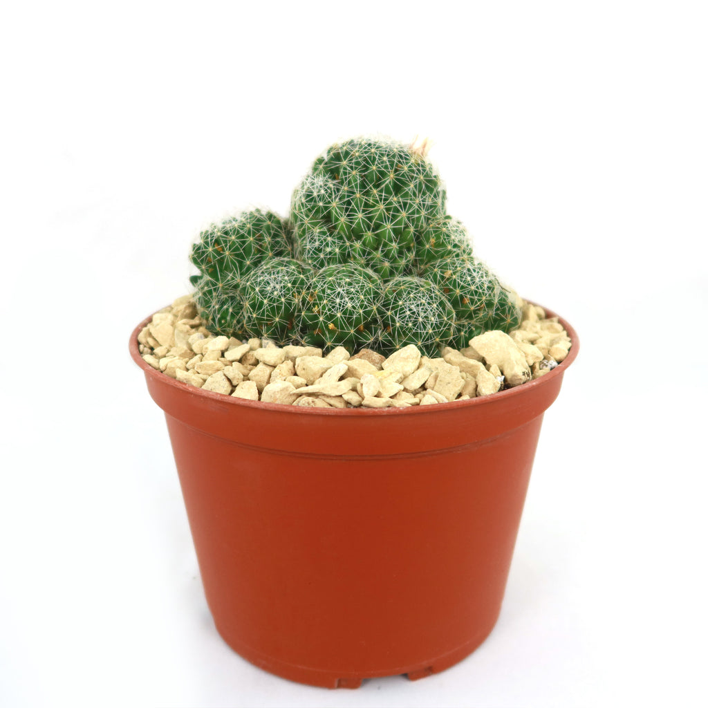 Bird’s-nest pincushion - Dolichothele albescens