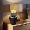 Front view of Bishop’s Cap Cactus, Astrophytum myriostigma showcasing a pale flower in a black pot with a lamp behind it