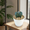 Close view of Bishop’s Cap Cactus, Astrophytum myriostigma, showcasing its speckled green body in a white pot on a table