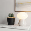 Front view of Bishop’s Cap Cactus, Astrophytum myriostigma, showing its speckled green body in a black pot on a white shelf