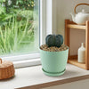 Front view of Bishop’s Cap Cactus Astrophytum myriostigma showing its globular green stem in a green pot on a windowsill