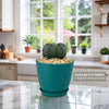 Front view of Bishop’s Cap Cactus, Astrophytum myriostigma with a globular green stem and raised tubercles in a teal pot