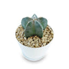 Top view of Bishop’s Cap Cactus, Astrophytum myriostigma, showcasing its green speckled stem in a white pot with gravel