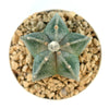 Top view of Bishop’s Cap Cactus, Astrophytum myriostigma, showcasing its star-shaped green body in a pebble-filled pot