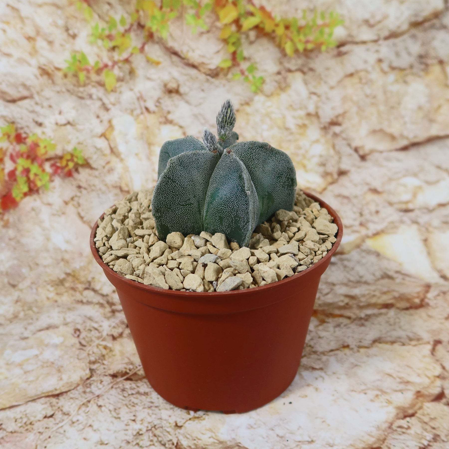 bishop's cap succulent Shop 'Bishops Cap Cactus - Astrophytum myriostigma' Care and Info