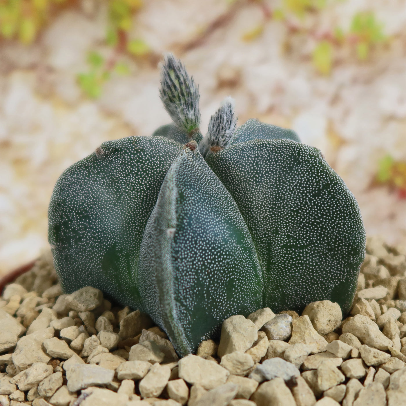 bishops hat succulent Shop 'Bishops Cap Cactus - Astrophytum myriostigma' Care and Info