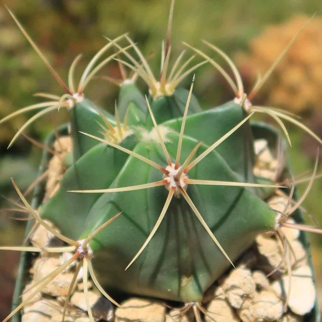 Biznaga barril de acitron - Ferocactus histrix