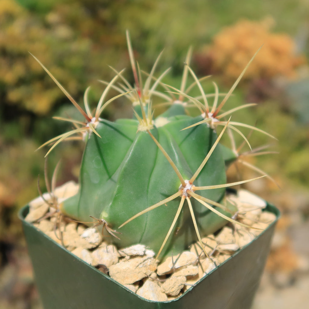 Biznaga barril de acitron - Ferocactus histrix