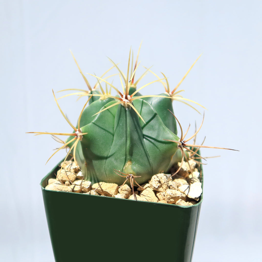 Biznaga barril de acitron - Ferocactus histrix