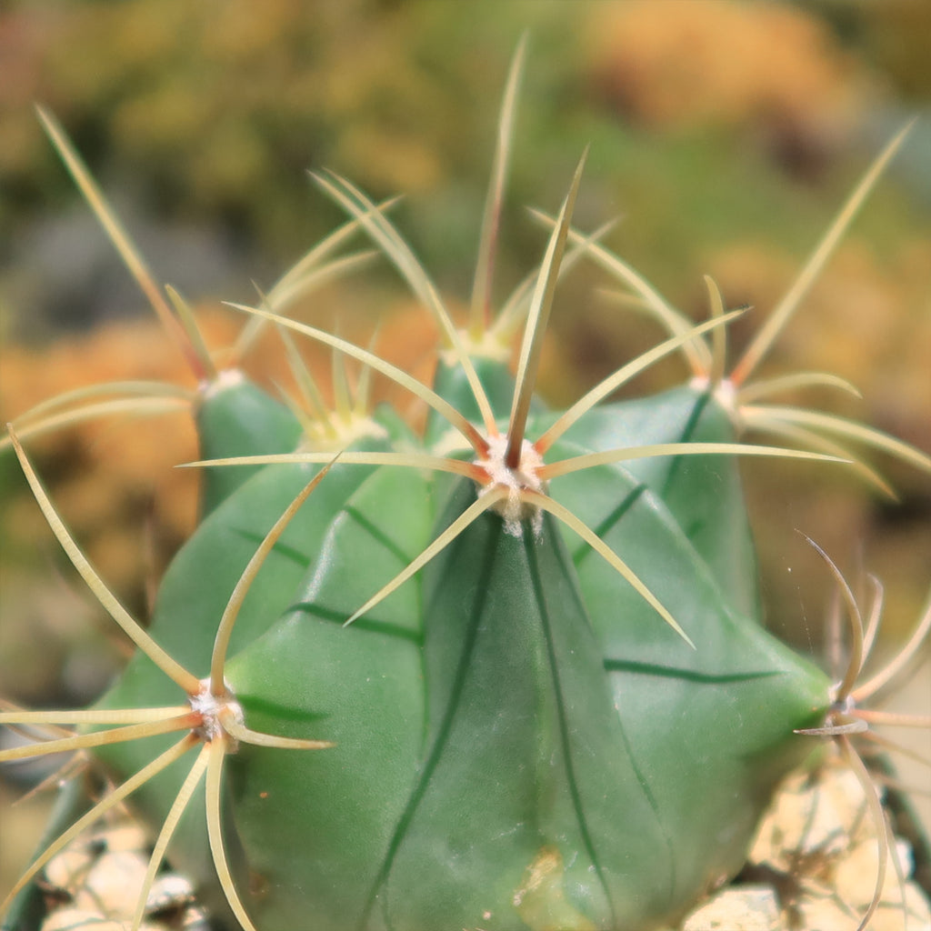 Biznaga barril de acitron - Ferocactus histrix