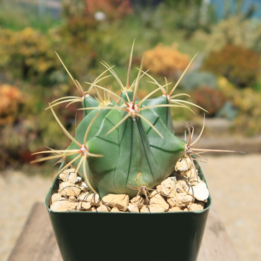 Biznaga barril de acitron - Ferocactus histrix