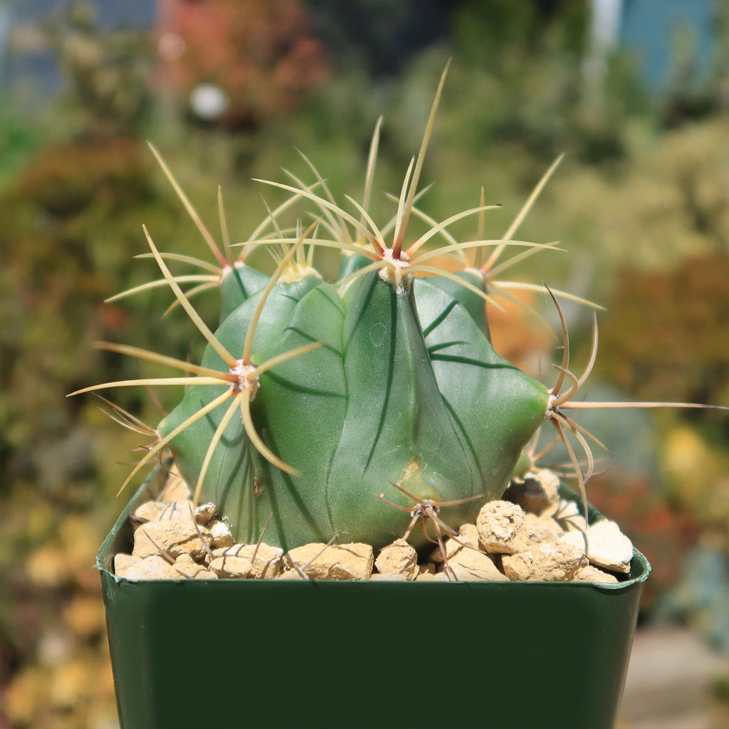Biznaga barril de acitron - Ferocactus histrix