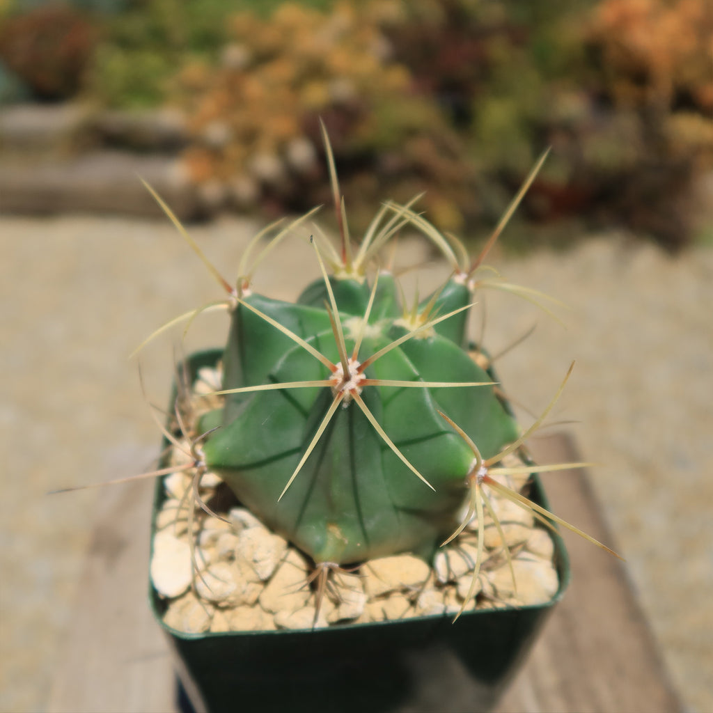Biznaga barril de acitron - Ferocactus histrix