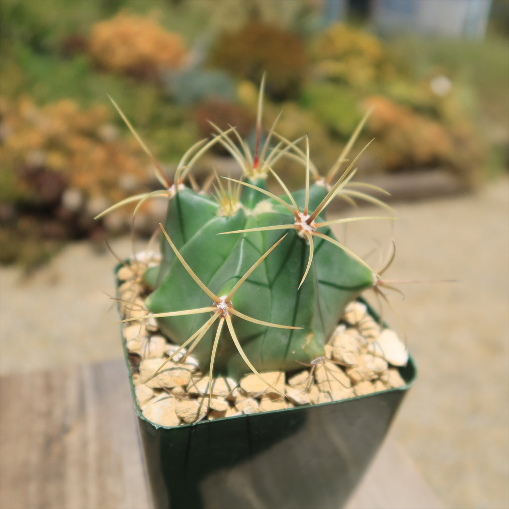 Biznaga barril de acitron - Ferocactus histrix