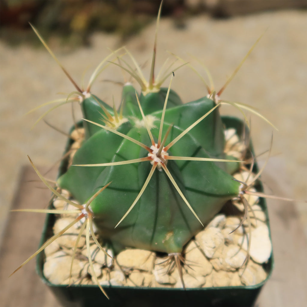 Biznaga barril de acitron - Ferocactus histrix