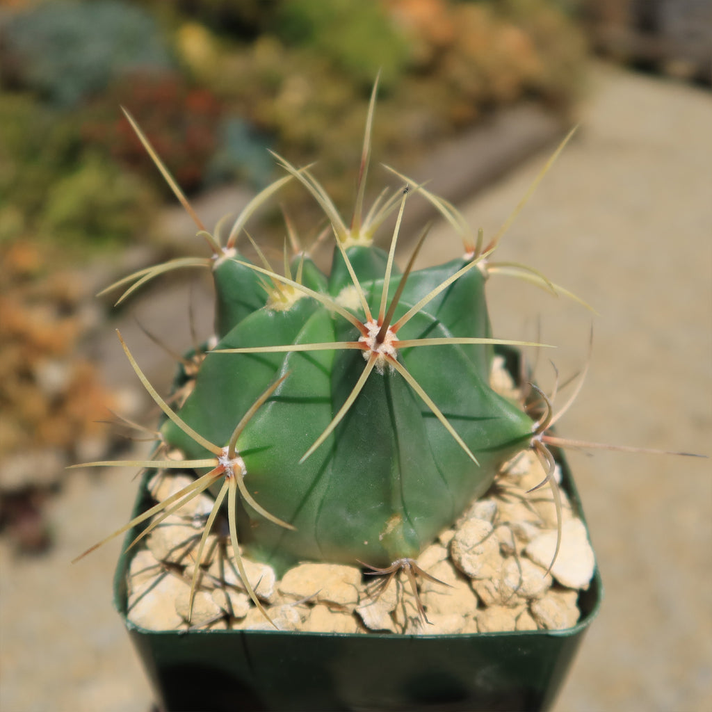Biznaga barril de acitron - Ferocactus histrix