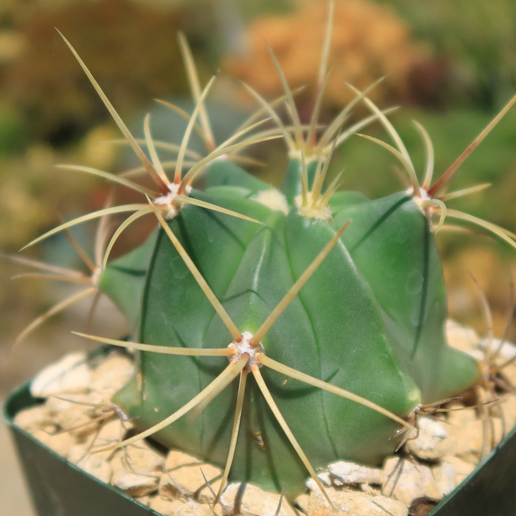 Biznaga barril de acitron - Ferocactus histrix