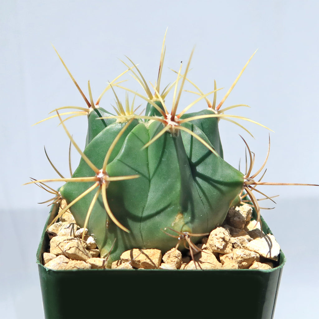 Biznaga barril de acitron - Ferocactus histrix