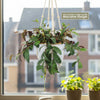 Black Pagoda Lipstick Plant - Aeschynanthus longicaulis