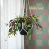 Black Pagoda Lipstick Plant - Aeschynanthus longicaulis