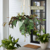 Black Pagoda Lipstick Plant - Aeschynanthus longicaulis